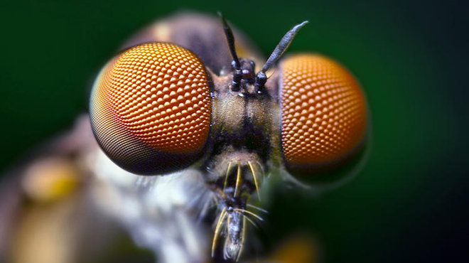 Mắt ruồi: Mắt ruồi là hiện tượng mà chúng ta thường gặp phải trong cuộc sống hàng ngày, tuy nhiên, bạn đã bao giờ thắc mắc về cơ chế hoạt động của nó chưa? Xem hình và cùng tìm hiểu về mắt ruồi - một trong những giải thích khoa học thú vị về thị giác.
