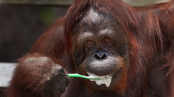 Đười ươi khỉ đột có thể hành động theo lý trí tốt hơn con người  Báo Dân  trí