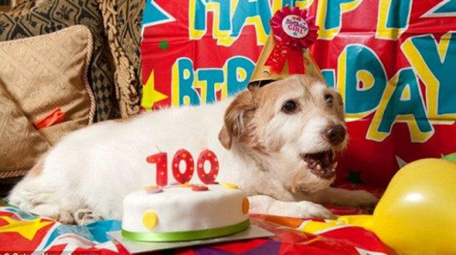 30 Mẫu bánh sinh nhật con chó đẹp cho người tuổi tuất