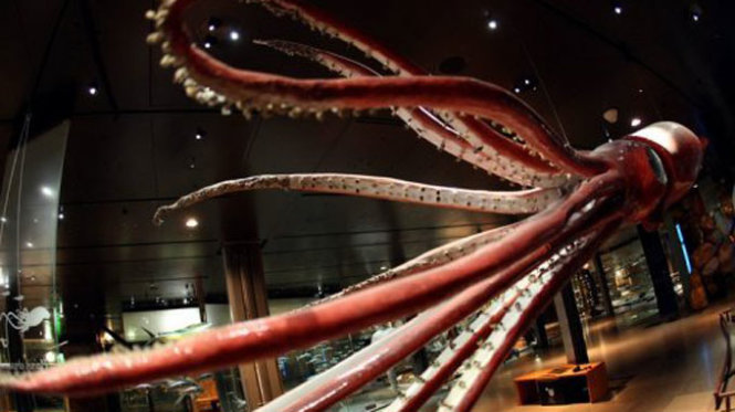 Игру кальмара полную. Кальмар Арчи музей естествознания Лондон. Гигантский кальмар Архитеутис. Гигантский кальмар в музее.