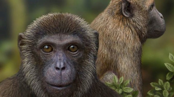 Vượn khỉ tiến hóa là một trong những chủ đề thú vị nhất trong y học đại chúng. Xem hình ảnh này sẽ giúp bạn hiểu rõ hơn về quá trình tiến hóa của loài vượn khỉ và tầm quan trọng của nghiên cứu và bảo tồn các loài động vật.