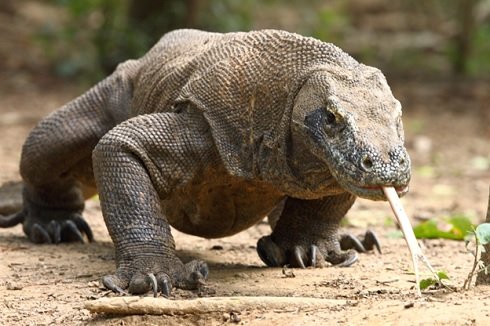 Thiên nhiên hoang dã càng thêm hấp dẫn với hình ảnh rồng Komodo nổi tiếng thế giới. Truy cập vào ảnh để thấy một loài động vật tuyệt đẹp, hung dữ và đầy khí thế của các rồng Komodo.