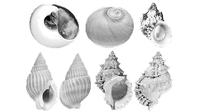 Cập nhật hơn 53 về tranh tô màu con ốc biển  cdgdbentreeduvn