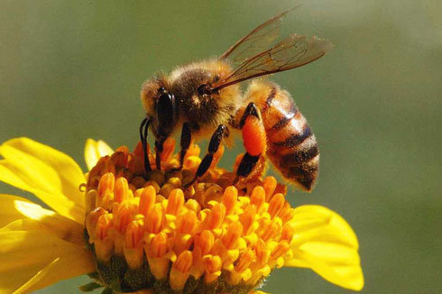 Ong chết - sự thật đáng buồn cho những người yêu thích côn trùng. Nhưng đó không phải là tất cả về ong. Hãy xem những hình ảnh độc đáo về ong chết và tìm hiểu những kiến thức và giá trị từ chúng.