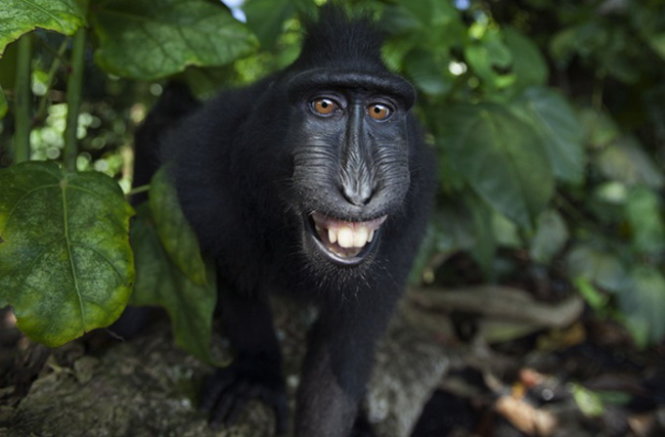 Loài khỉ kì lạ cứ thấy máy ảnh là cười toe tạo dáng