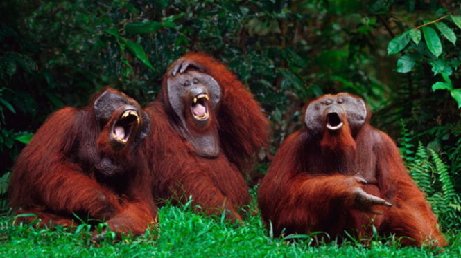 Con người không phải là đơn vị duy nhất có thể cười đùa. Động vật cũng có thể cười và mang lại cho bạn những giây phút vui tươi và đầy màu sắc. Hình ảnh những chú khỉ vui tươi sẽ cho bạn thấy rằng, sự vui vẻ không chỉ nằm trong con người, mà nó tồn tại ở khắp mọi nơi.