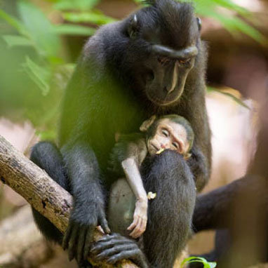 Khỉ con là những sinh vật đáng yêu và thông minh! Hãy xem hình ảnh của chúng để cảm nhận được sự dễ thương và sự thông minh của những chú khỉ con này.