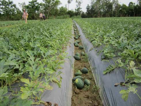 Trồng dưa hấu dưới chân ruộng giúp nông vùng hạn tăng thu nhập  Thị trường   Vietnam VietnamPlus