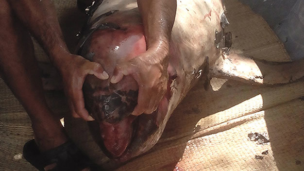 Cá heo năng một tạ được vớt từ sông Châu Đốc lên một chiếc vỏ lãi - Ảnh: Th.Trung