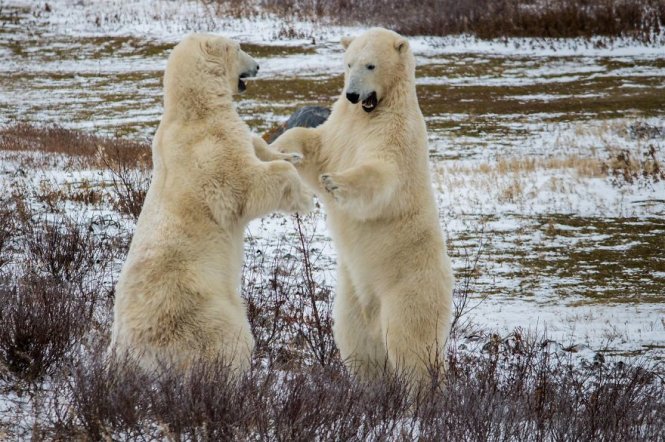 Chào mừng bạn đến với thế giới của gấu trắng Bắc cực! Hãy xem hình ảnh này để khám phá thế giới đầy tuyết trắng, băng tuyết và con vật đáng yêu này. Gấu trắng Bắc cực là một trong những loài động vật được yêu thích nhất trên địa cầu này, và bạn sẽ không thể nào bỏ qua cơ hội để ngắm nhìn chúng.