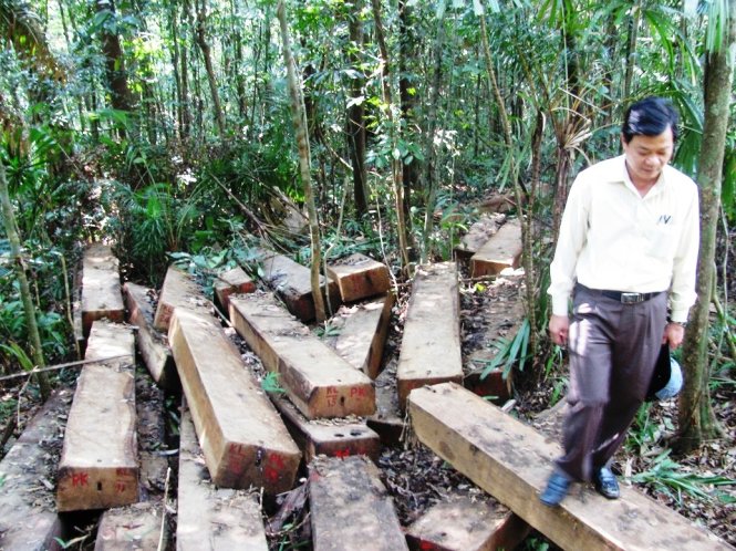 Bãi gỗ lậu được phát hiện - Ảnh: L.Trung