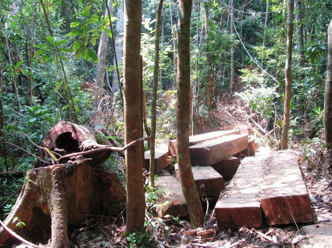 Hàng trăm phách gỗ lậu tại hiện trường