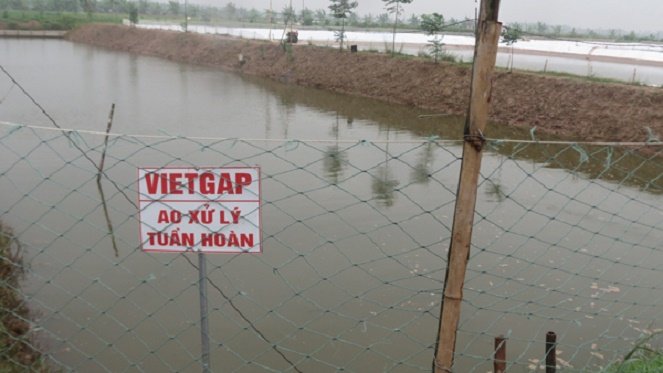Nuôi tôm VietGAP nhà nông Cần Giờ thu lãi cao ngất 733 triệu ha  Tạp chí  Thủy sản Việt Nam