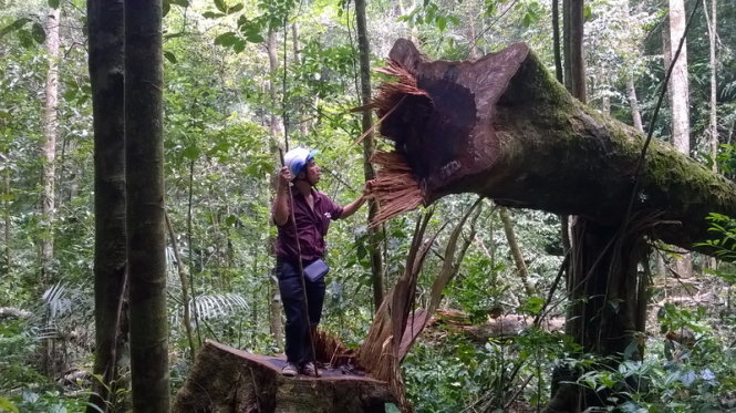 Hàng chục cây dổi tại Rừng đầu nguồn Krông Năng bị chặt phá, đốn hạ để lấy hạt