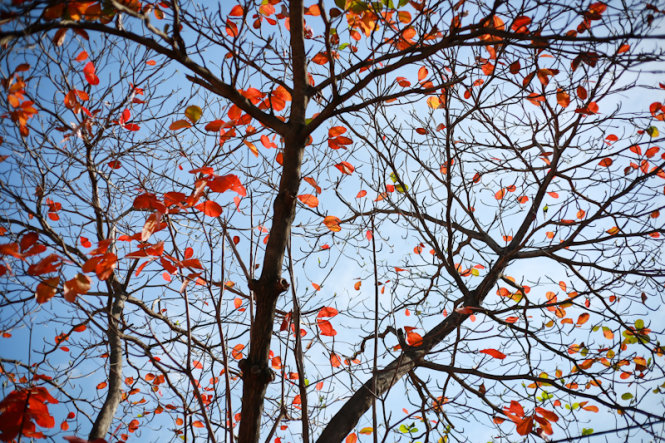 Cây bàng lá đỏ là một trong những cây trang trí đẹp nhất trong khu vườn. Hãy tưởng tượng một khoảnh khắc thư giãn bên cây bàng lá đỏ trong ngày hè này.