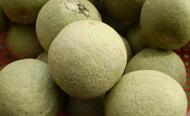 Trái quách chín mới rụng