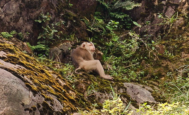 Con khỉ già khiến du khách phải tấn công đôi khi cũng do chúng muốn bảo vệ lãnh thổ của mình. Hãy cùng tìm hiểu thêm về hành vi đáng yêu và bảo vệ của chúng qua hình ảnh.