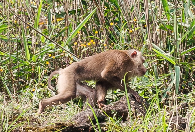 Con khỉ già: Bức ảnh này thật đặc biệt với hình ảnh một con khỉ già già đang nằm nghỉ trên cành cây. Con khỉ trông vô cùng thư giãn và hạnh phúc, chắc chắn sẽ mang lại cho bạn một cảm giác yên bình và thư thái.