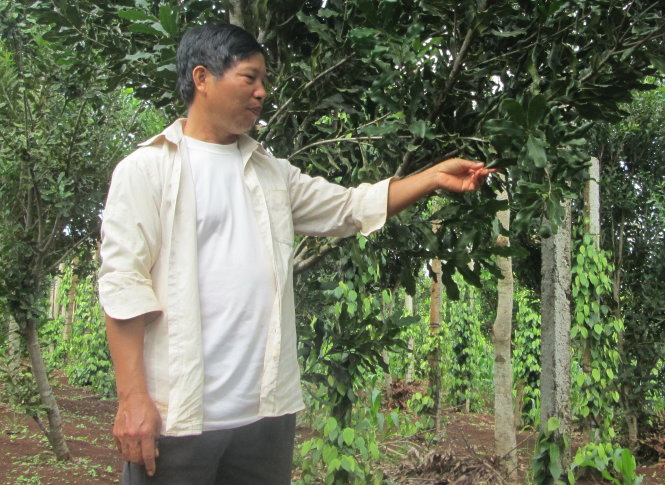 Vườn mắc ca đã  tám năm tuổi của ông Khởi - Ảnh: K.Thịnh