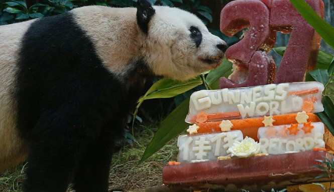 Đổ gục trước vẻ đáng yêu của Bánh kem hình con Gấu Brown Gấu Trúc Bánh kem sinh  nhật  Đặt bánh online giao tận nơi