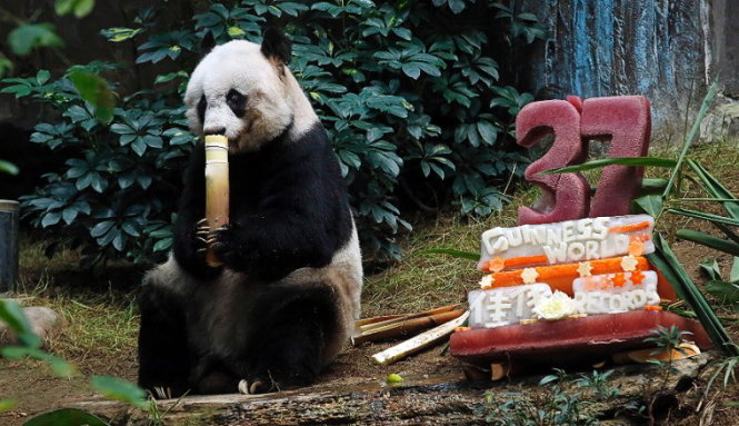 Bánh gato sinh nhật nặn hình 3D con gấu trúc Panda dành cho bé 1 tuổi 3529   Bánh fondant