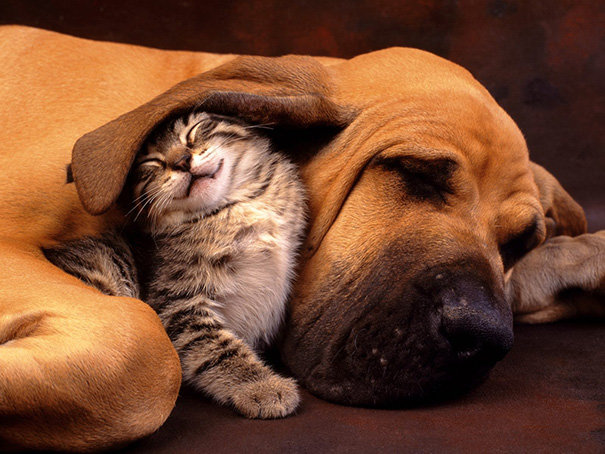 Top 10 ảnh chó mèo ôm nhau mà ai cũng muốn có