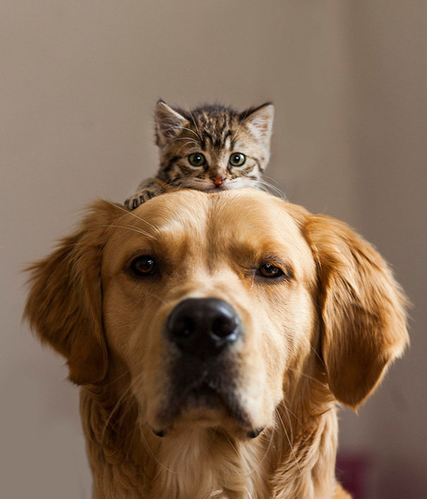 Chú chó và chú mèo luôn được biết đến với những mối quan hệ khác biệt. Nhưng họ cũng có thể yêu nhau và hình ảnh này sẽ giúp bạn thấy rằng tình yêu không biên giới.