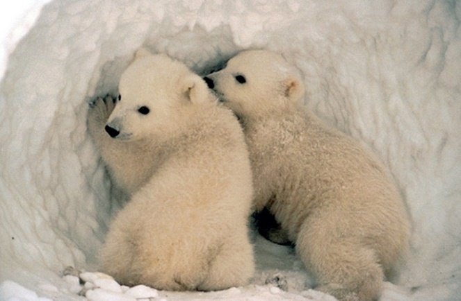 Gấu Bắc Cực - Chào mừng bạn đến với thế giới của những chú gấu Bắc Cực đáng yêu. Hãy cùng khám phá hình ảnh các chú gấu ngoài đời thực, từ chú gấu con đến chú gấu lớn, và chiêm ngưỡng cảnh tuyết trắng phủ kín. Bạn sẽ thực sự bị cuốn hút bởi sự dễ thương, vui nhộn và đặc biệt của những chú gấu Bắc Cực.