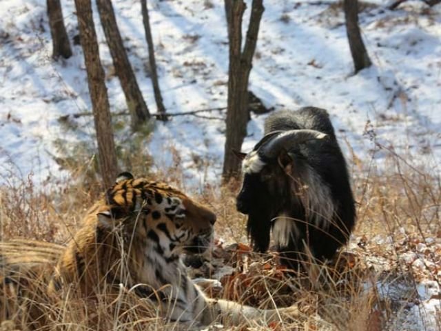 Con hổ và con dê chung sống hòa bình khiến nhiều người ngạc nhiên - Ảnh chụp từ clip
