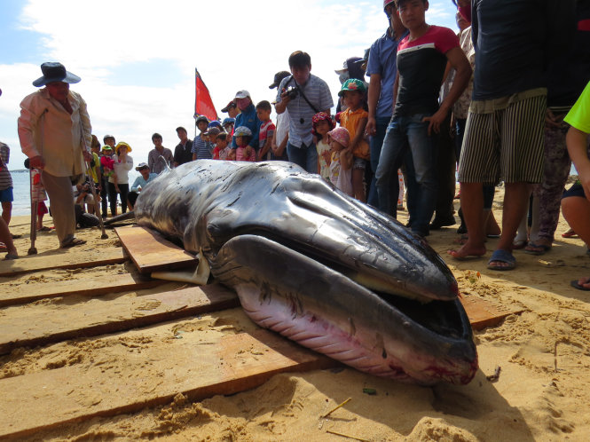 Xác cá voi dài 6m, nặng khoảng 1,5 tấn được đưa về lăng ông Mỹ Quang (xã An Chấn, huyện Tuy An, tỉnh Phú Yên) - Ảnh: Duy Thanh