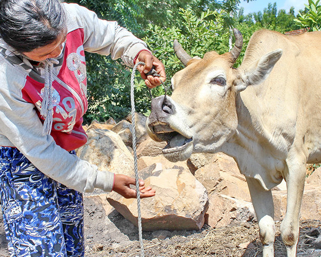 Bà Mang Thị Củi (thôn Núi Ngỗng) bức xúc bên con bò già rụng hết răng - Ảnh: M.Trân