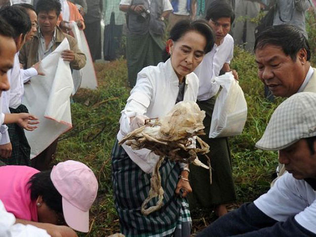 Bà Suu Kyi cùng các thành viên đảng NLD đang nhặt rác ở ngoại ô thành phố Yangon ngày 13-12 - Ảnh: AFP