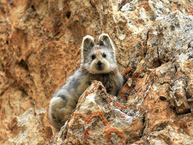 Tái phát hiện loài thỏ hiếm Ochotona iliensis sau 20 năm vắng bóng - Ảnh: Li Weidong