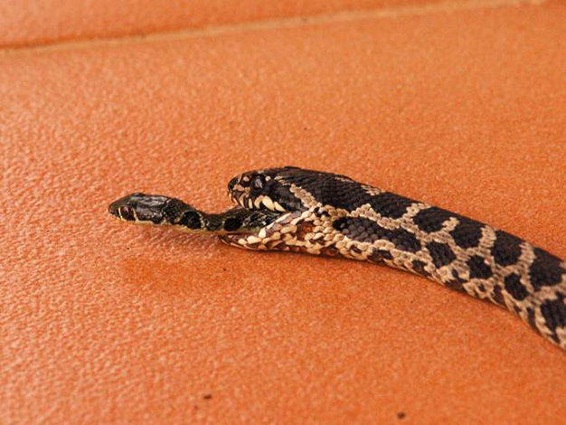 Khoảnh khắc rắn nhỏ chui thoát khỏi miệng rắn to - Ảnh: PHOTOGRAPH BY DICK MULDER