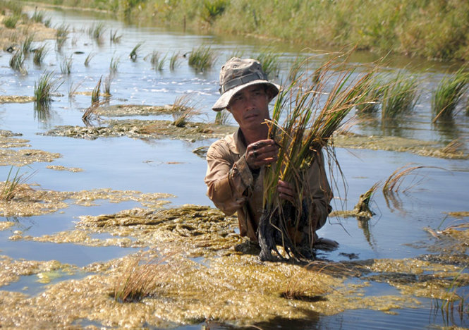 Ông Trần Văn Trung (xã Thới Bình, huyện Thới Bình, Cà Mau) giữa ruộng lúa bị thiệt hại nặng nề do nước mặn xâm nhập cao chưa từng thấy Ảnh: Tấn Thái