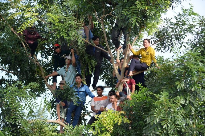 Thanh niên, phụ nữ leo lên ngọn cây theo dõi phiên toà - Ảnh: Thuận Thắng