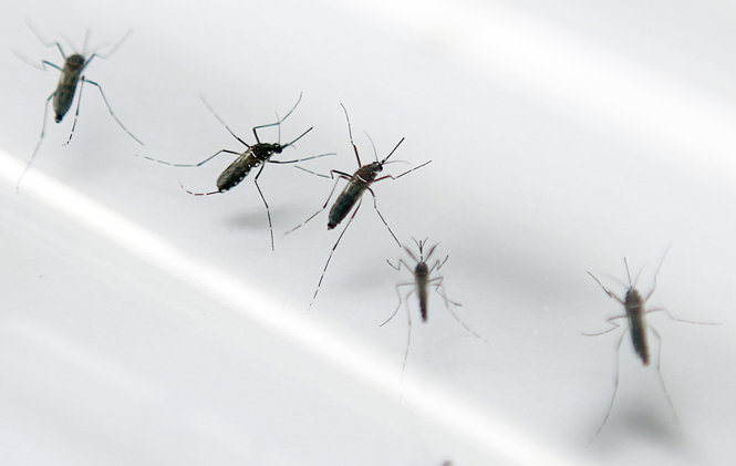 Muỗi mang virus Zika - Ảnh: AFP
