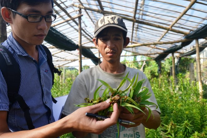 Vườn hoa lily của ông Trưởng đồng loạt bị thối ngọn - Ảnh: L.Trung