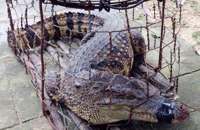 Người dân lại bắt được một con cá sấu thuộc địa phận thôn Bình Hiệp, (xã Bình Phục, huyện Thăng Bình, Quảng Nam) - Ảnh: Kiểm lâm Quảng Nam cung cấp