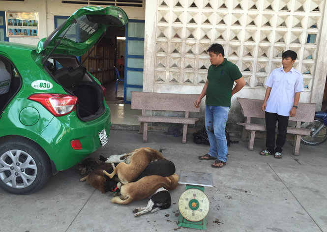 Taxi chở 10 con chó đang trên đường đi tiêu thụ thì bị bắt - Ảnh: Văn Thỉnh