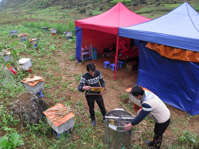 Hai thanh niên trẻ người dân tộc Mông là anh Thào Mí Chá (22 tuổi) và anh Mùng Mí Tính (20 tuổi, cùng ở huyện Mèo Vạc) quay mật luôn tại nơi đặt cầu ong