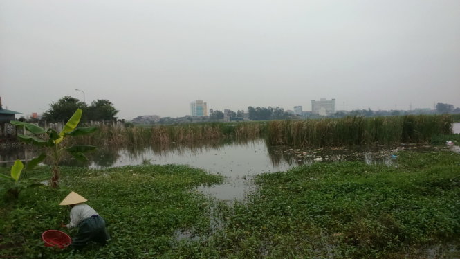 Do nguồn nước thải từ các bệnh viện tuyến tỉnh đổ ra gây ô nhiễm nghiêm trọng, nên hàng chục héc ta đất nông nghiệp ở xã Quảng Thịnh (TP Thanh Hóa) đã, đang bỏ hoang nhiều năm nay - Ảnh: Hà Đồng