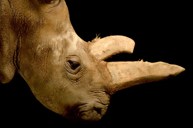 Loài tê giác trắng phương Bắc đang đứng trước nguy cơ tuyệt chủng - Ảnh: LiveScience