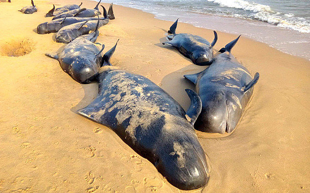 Xác cá voi mắc cạn chết trên bờ biển - Ảnh: AP