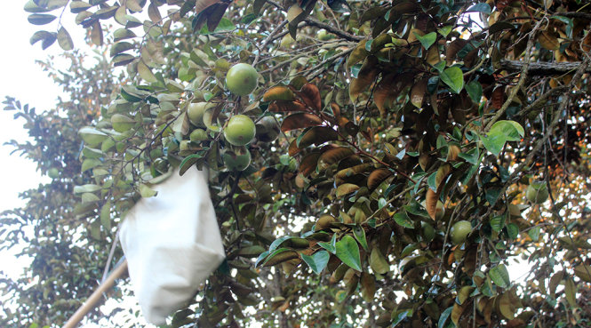 Cây vú sữa bơ vườn nhà cho trái trĩu đầy cành - Ảnh: Thanh Sơn Thủy
