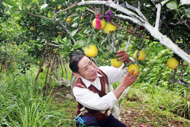 Ông Nguyễn Duy Hỏa đang chăm sóc vườn cam, đây là một trong những vườn cam được cho là lâu đời và thuần giống nhất trong xã.