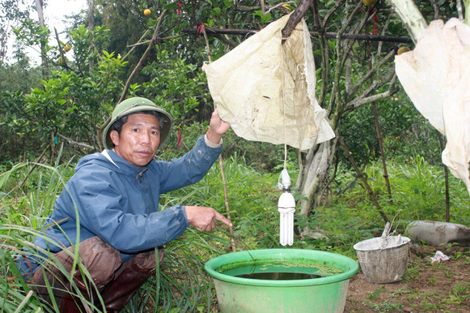 Ông Nguyễn Văn Cường cho biết phải dùng phương pháp thủ công bằng đèn điện và nước đường để thu hút sâu bớm không phá hoại vườn cam