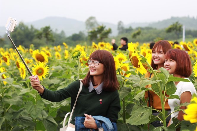 Các bạn trẻ từ Hà Nội chụp hình “tự sướng” ở cánh đồng hoa hướng dương. Ảnh tư liệu.