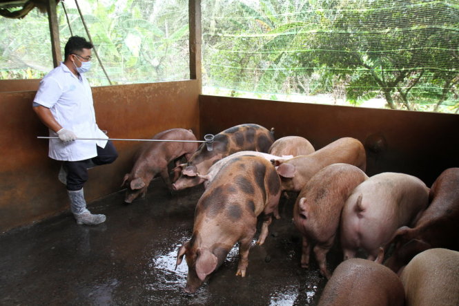Cán bộ thú y đang lấy mẫu kiểm tra chất cấm tại xã Xuân Đông, huyện Chợ Gạo, Tiền Giang - Ảnh: V.Tr.