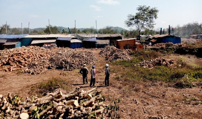 Lò than tại xã Ea Tiêu, huyện Cư Kuin (Đắk Lắk) xả khói làm chết cây cà phê của người dân trong khu vực - Ảnh: Thái Thịnh